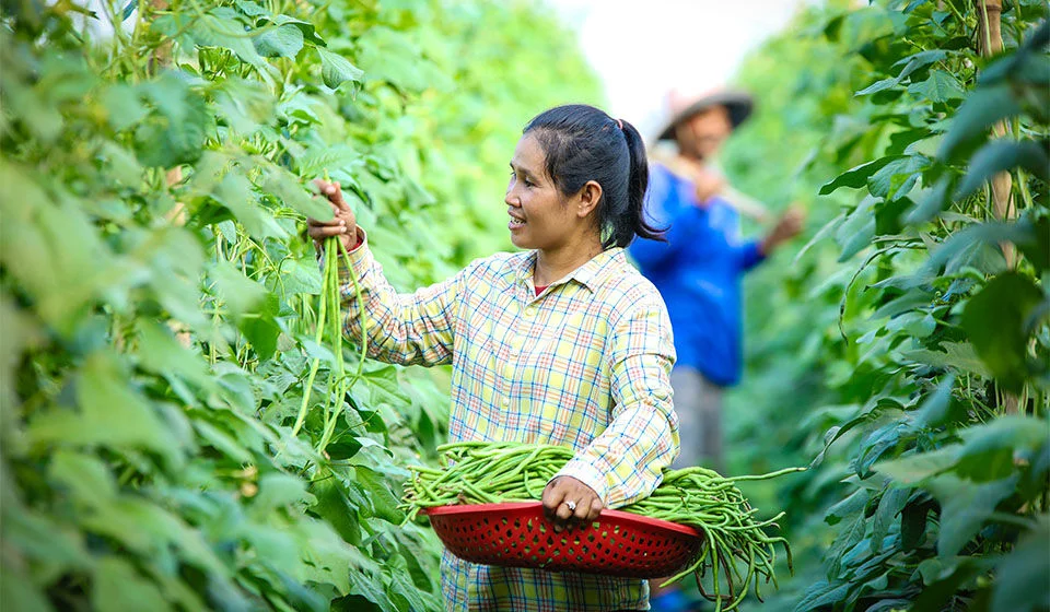 A woman harvests green vegetables, placing them into a red basket. (Cambodia, 2024)